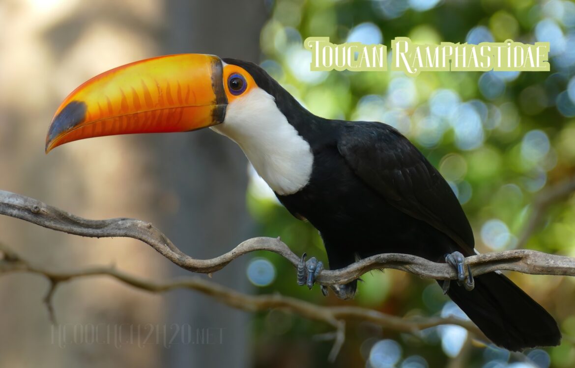 Toucan Ramphastidae