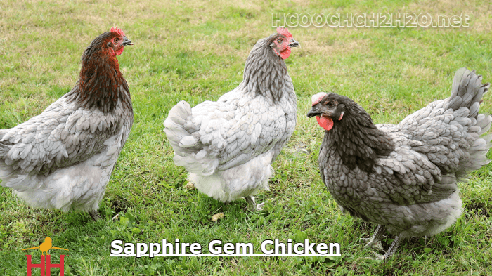 Sapphire Gem Chicken